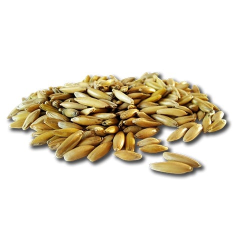 Pavo white oats (Havre)