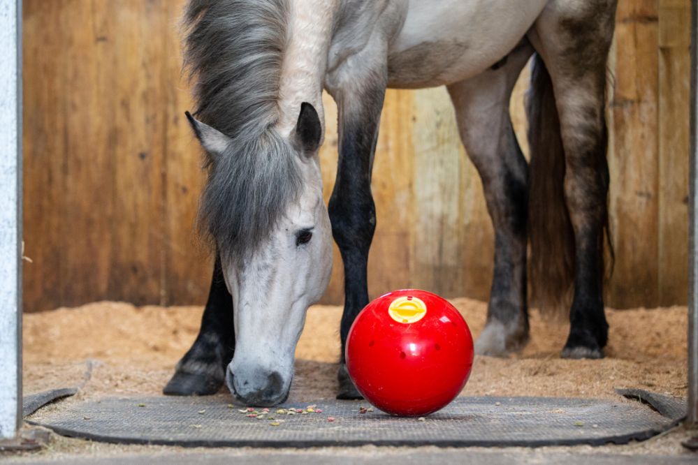 LIKIT Snak-A-ball