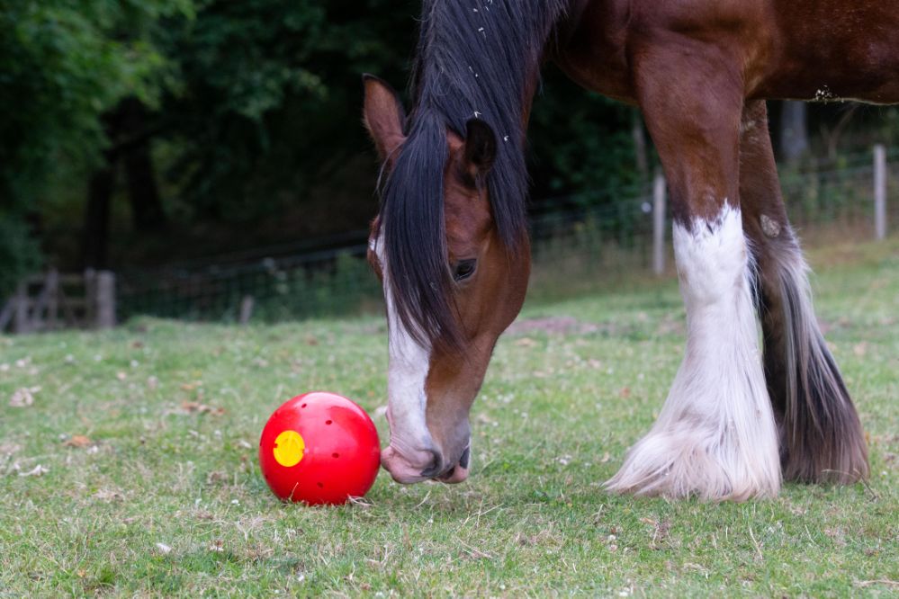 LIKIT Snak-A-ball